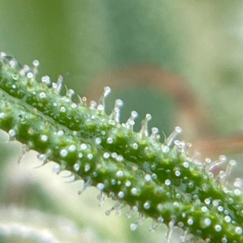 Apple Cookie growlog timeline photo