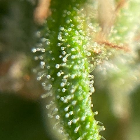 Apple Cookie growlog photo: Tricomas
