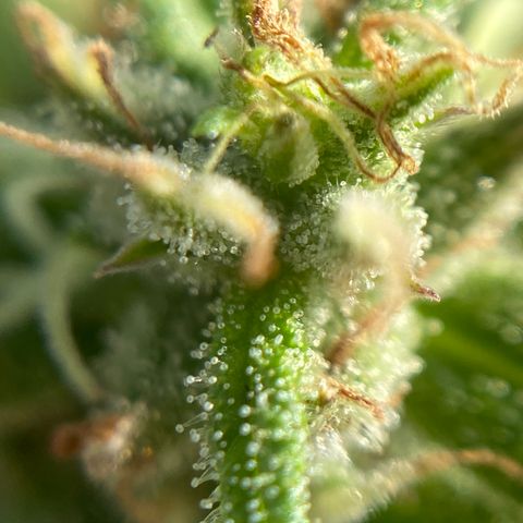 Apple Cookie growlog photo: Tricomas