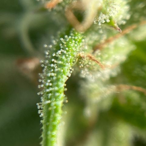 Apple Cookie growlog photo: Tricomas