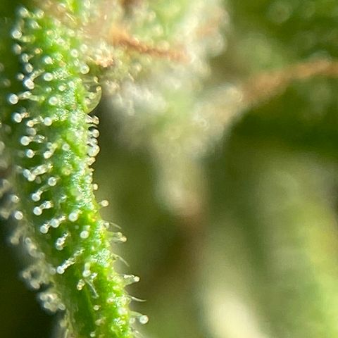 Apple Cookie growlog photo: Tricomas