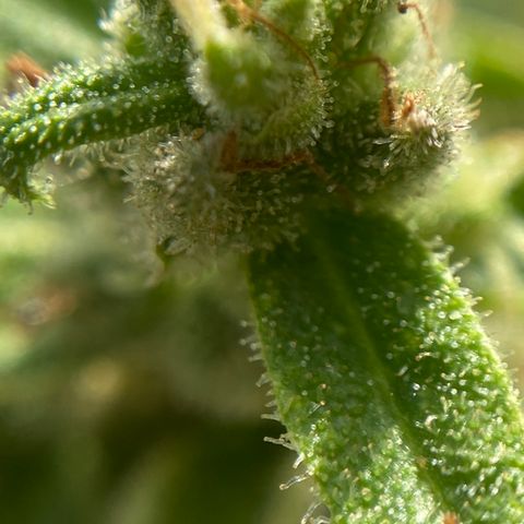 Apple Cookie growlog photo: Tricomas