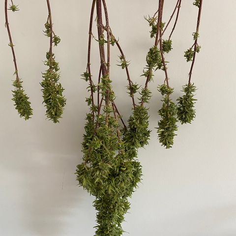 Apple Cookie growlog photo: Cosecha