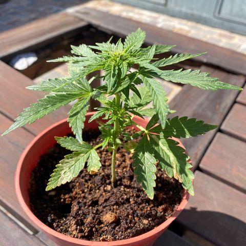 Blue Lemon Cheese #1 growlog timeline photo