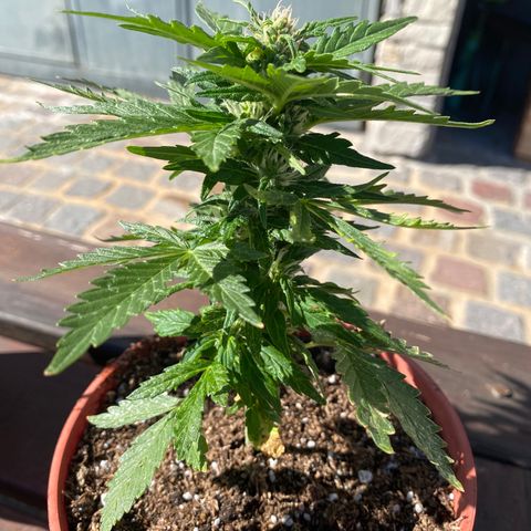 Blue Lemon Cheese #1 growlog timeline photo
