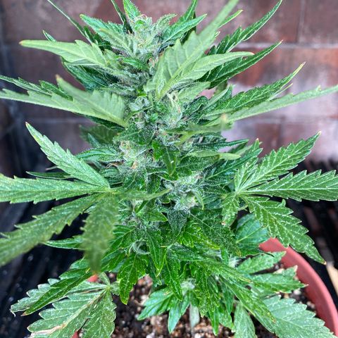 Blue Lemon Cheese #1 growlog timeline photo