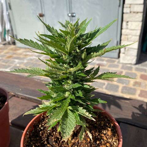 Blue Lemon Cheese #1 growlog timeline photo