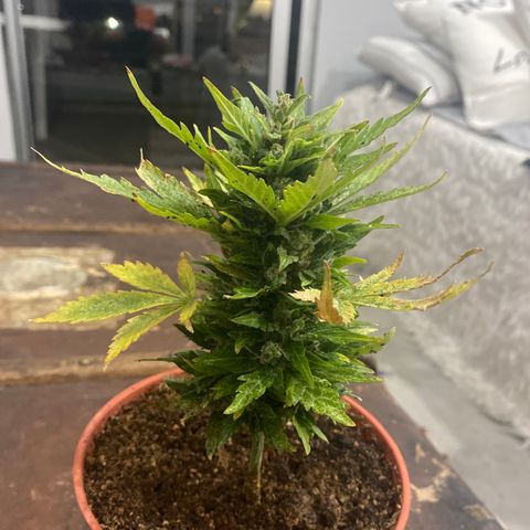 Blue Lemon Cheese #1 growlog timeline photo