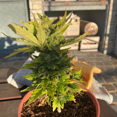 Blue Lemon Cheese #1 growlog timeline photo