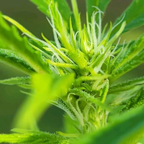 Blueberry Kush growlog timeline photo