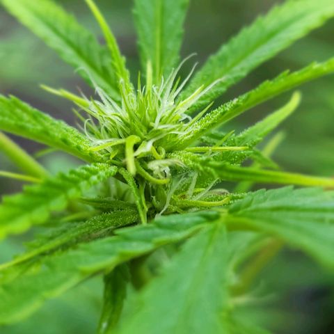 Blueberry Kush growlog timeline photo