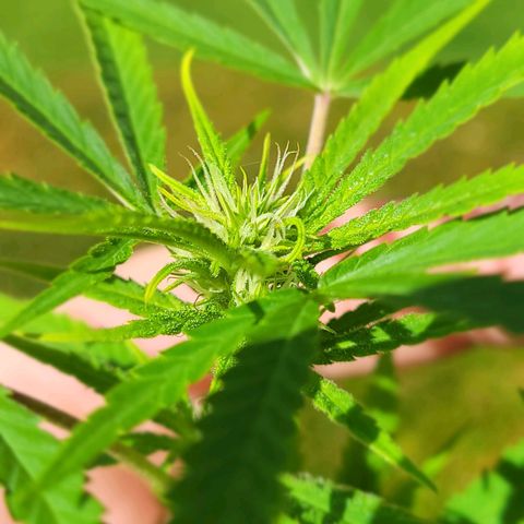 Blueberry Kush growlog timeline photo