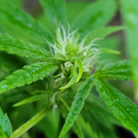 Blueberry Kush growlog timeline photo