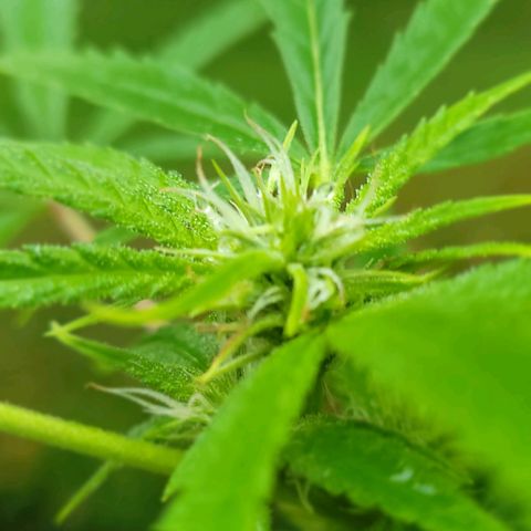 Blueberry Kush growlog timeline photo