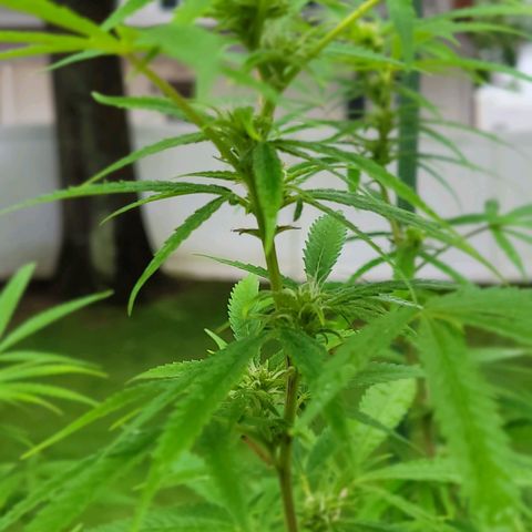 Blueberry Kush growlog timeline photo