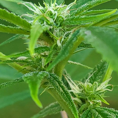 Blueberry Kush growlog timeline photo