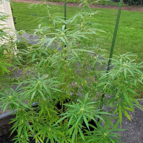 Blueberry Kush growlog timeline photo