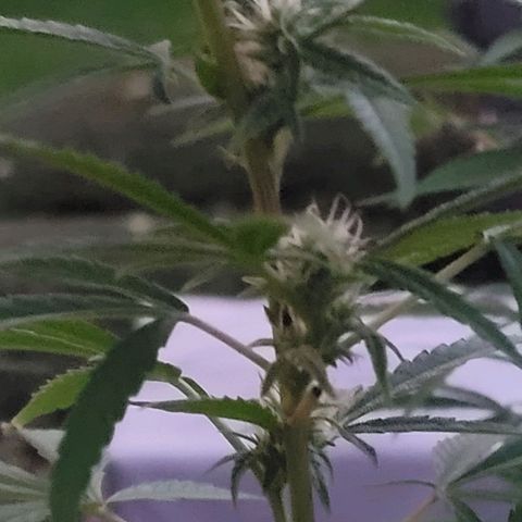 Blueberry Kush growlog timeline photo