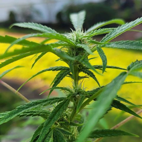 Blueberry Kush growlog timeline photo