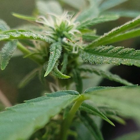 Blueberry Kush growlog timeline photo