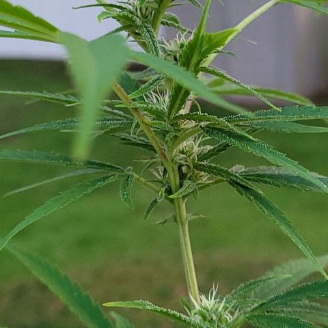 Blueberry Kush growlog timeline photo