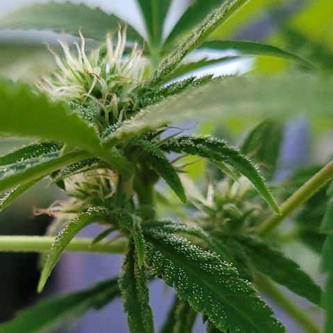 Blueberry Kush growlog timeline photo