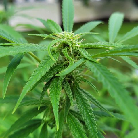 Blueberry Kush growlog timeline photo