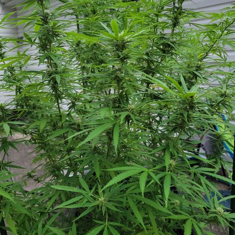 Blueberry Kush growlog timeline photo