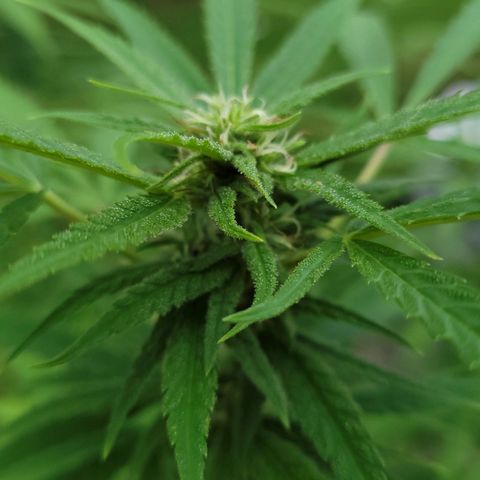 Blueberry Kush growlog timeline photo
