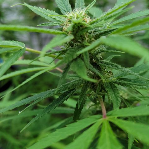 Blueberry Kush growlog timeline photo
