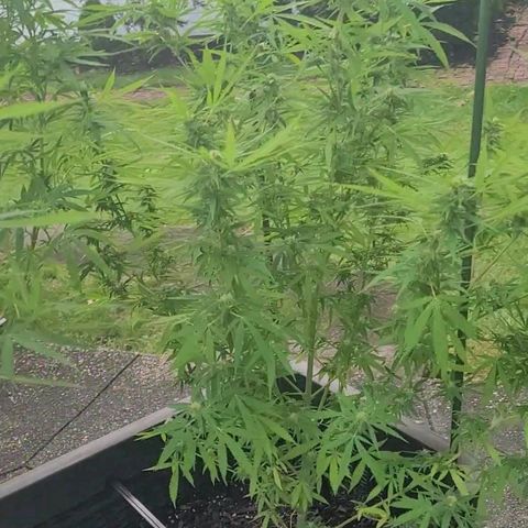 Blueberry Kush growlog timeline photo
