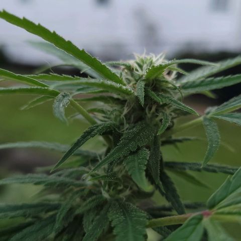 Blueberry Kush growlog timeline photo