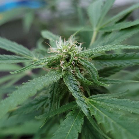 Blueberry Kush growlog timeline photo
