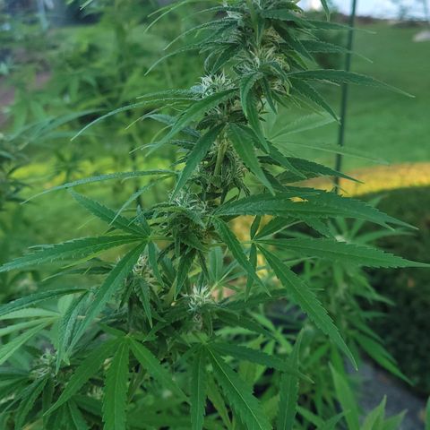 Blueberry Kush growlog timeline photo