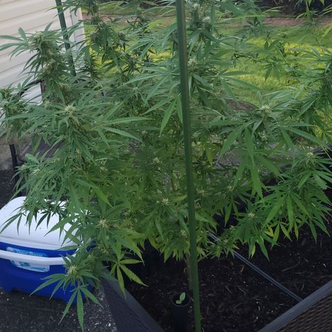 Blueberry Kush growlog timeline photo