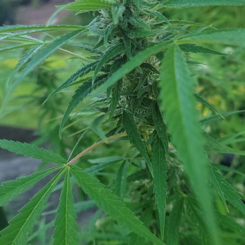 Blueberry Kush growlog timeline photo