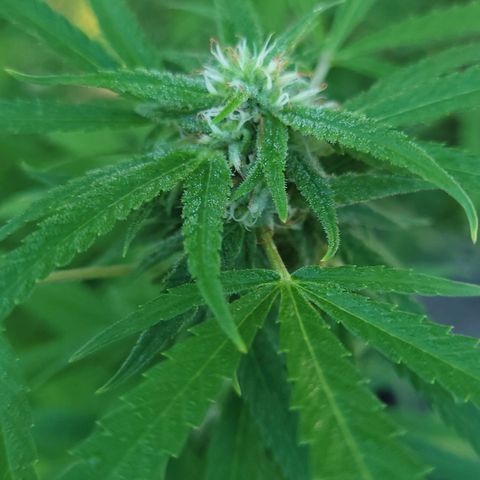 Blueberry Kush growlog timeline photo