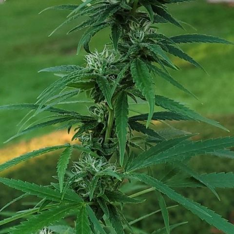 Blueberry Kush growlog timeline photo