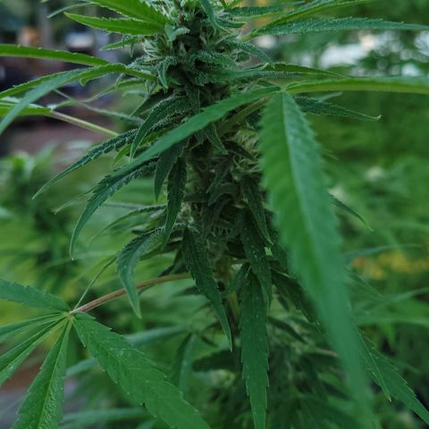 Blueberry Kush growlog timeline photo