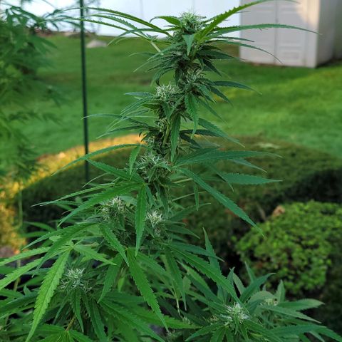 Blueberry Kush growlog timeline photo