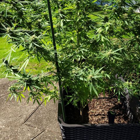 Blueberry Kush growlog timeline photo