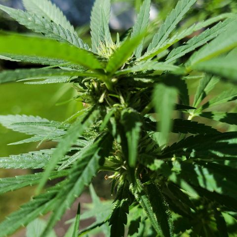 Blueberry Kush growlog timeline photo