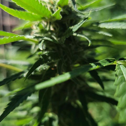 Blueberry Kush growlog timeline photo