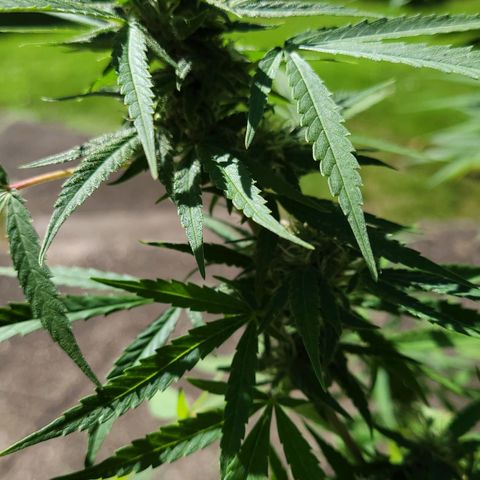 Blueberry Kush growlog timeline photo