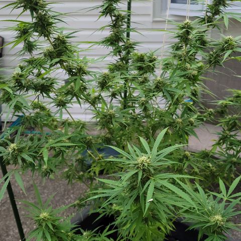 Blueberry Kush growlog timeline photo