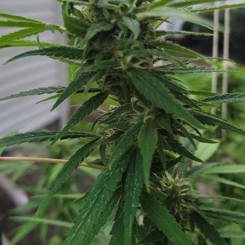 Blueberry Kush growlog timeline photo