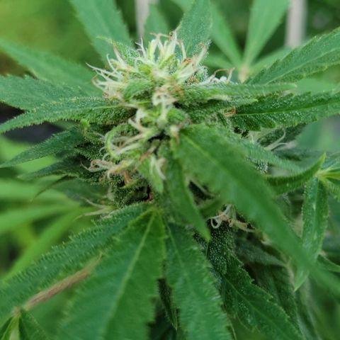 Blueberry Kush growlog timeline photo