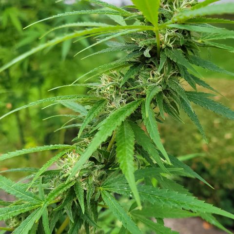 Blueberry Kush growlog timeline photo