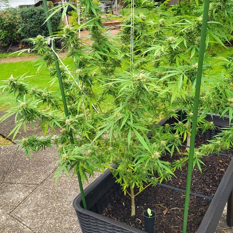 Blueberry Kush growlog timeline photo