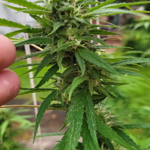 Blueberry Kush growlog timeline photo